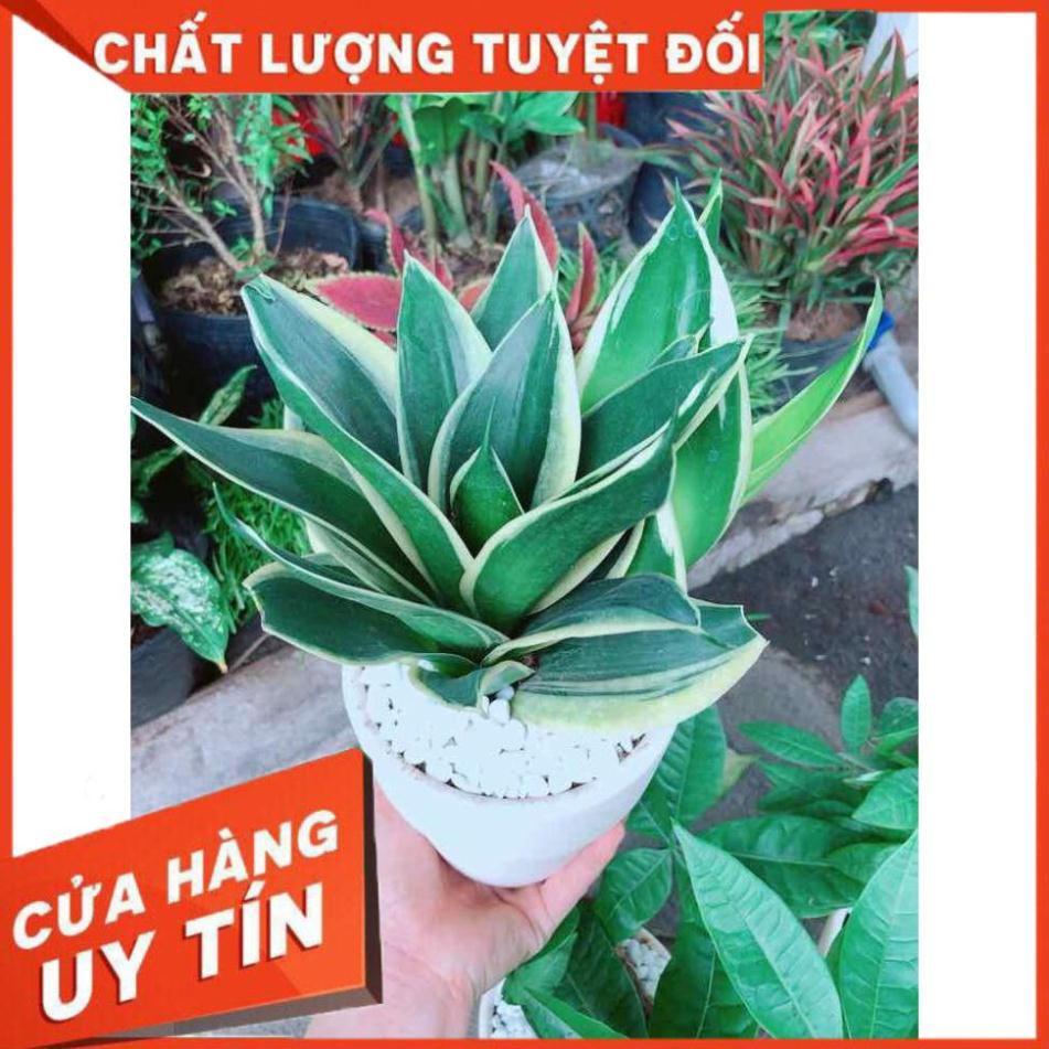 Chậu lưỡi hổ thái búp sen Nhiều Người Mua