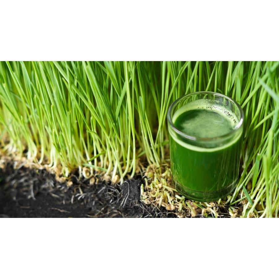 BỘT CỎ LÚA MÌ HỮU CƠ Navitas Naturals Organic Wheatgrass Powder, Non-GMO, USDA-Organic, 28g (1 oz)