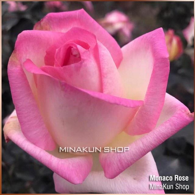 Hoa hồng ngoại Monaco Rose siêu đẹp