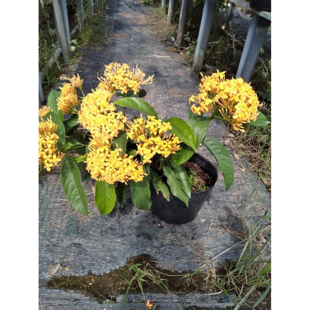 Cây mẫu đơn mỹ vàng cam