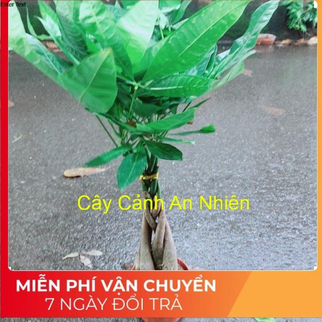Kim Ngân 5 Thân Thắt Bính
