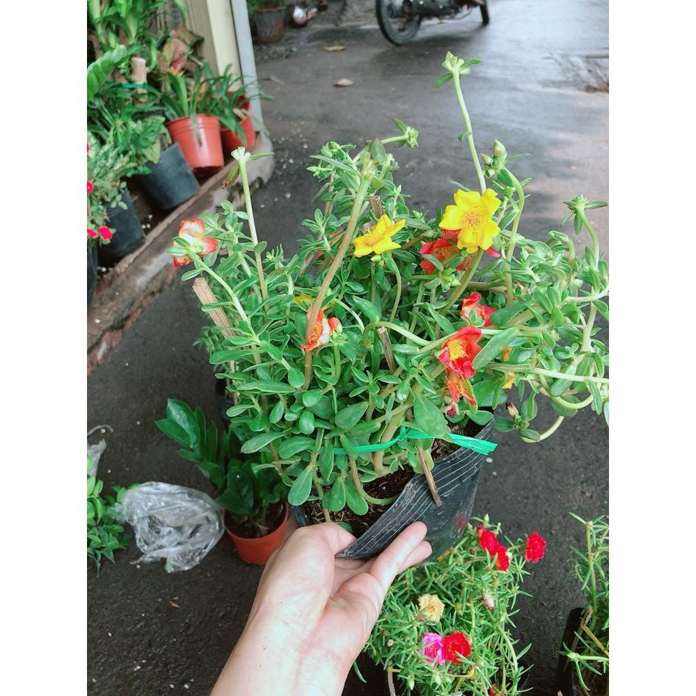 Hoa Mười Giờ Sam