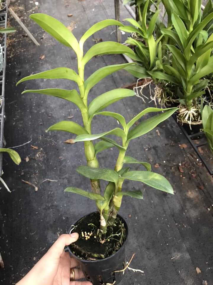 Cây hoa lan Denro Nắng thỏ xưa