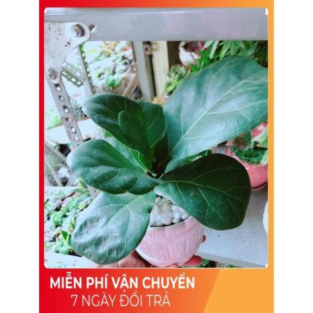 Chậu Bàng Singapore