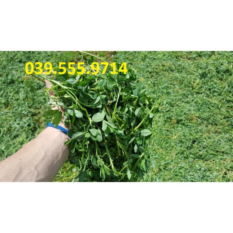 Hạt Cỏ Chăn Nuôi Alfalfa Linh Lăng 200gam