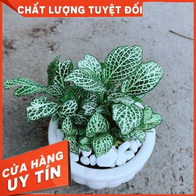 Chậu Cẩm Nhung Xanh