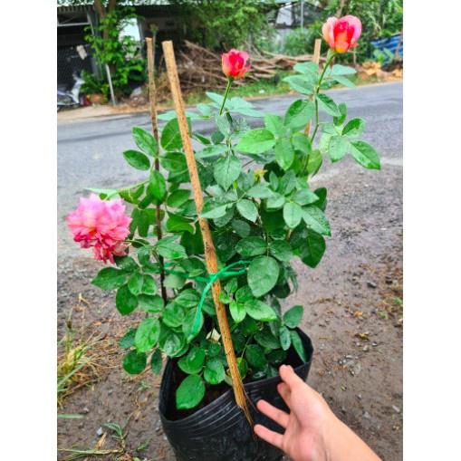 Cây giống hồng BỤI Camellia size chậu C9 - giống hồng ngoại sai hoa, hoa to và lâu tàn