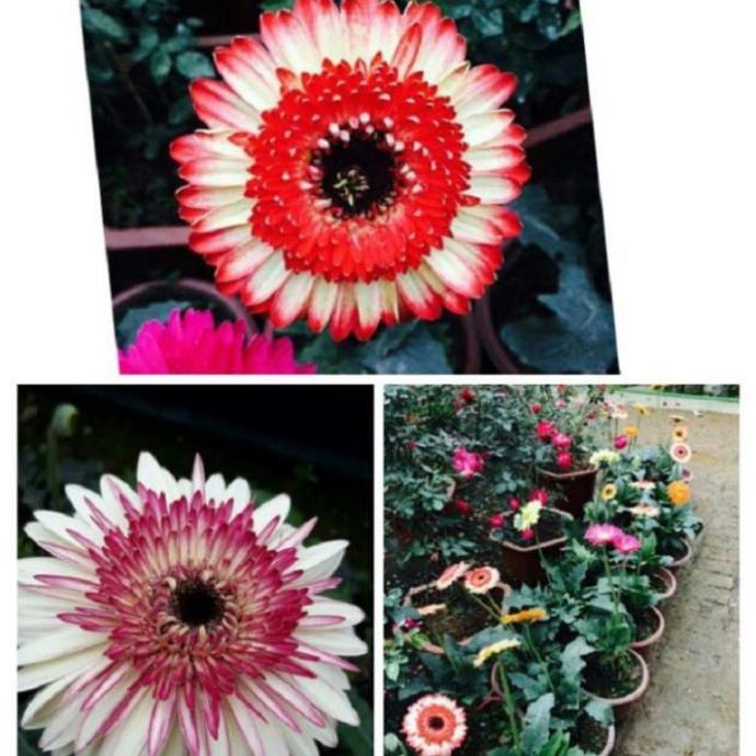 COMBO 2 CHẬU HOA ĐỒNG TIỀN HÀ LAN DÒNG CAO CÁNH KÉP, MÀU SIÊU ĐẸP