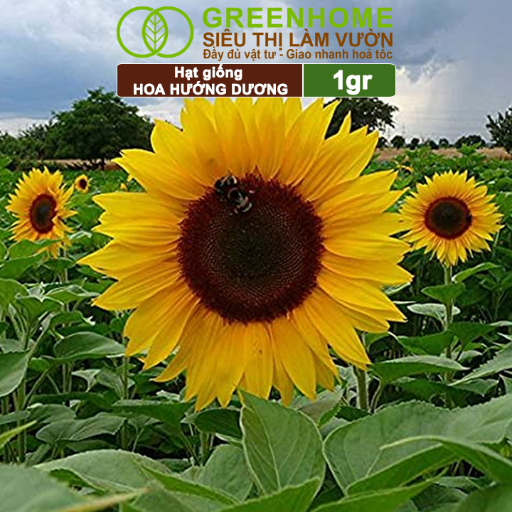Hạt Giống Hoa Hướng Dương Greenhome, Gói 2gr, Sai Hoa, Màu Rực Rỡ, Dễ Trồng, Nảy Mầm Cao H03