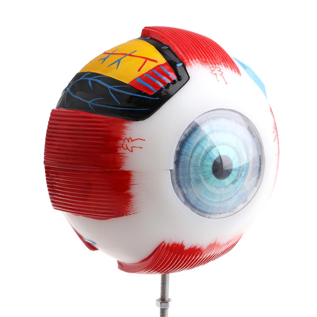 Large Sized Human Eye Ball Model Anatomical Study Kit Lab Supplies