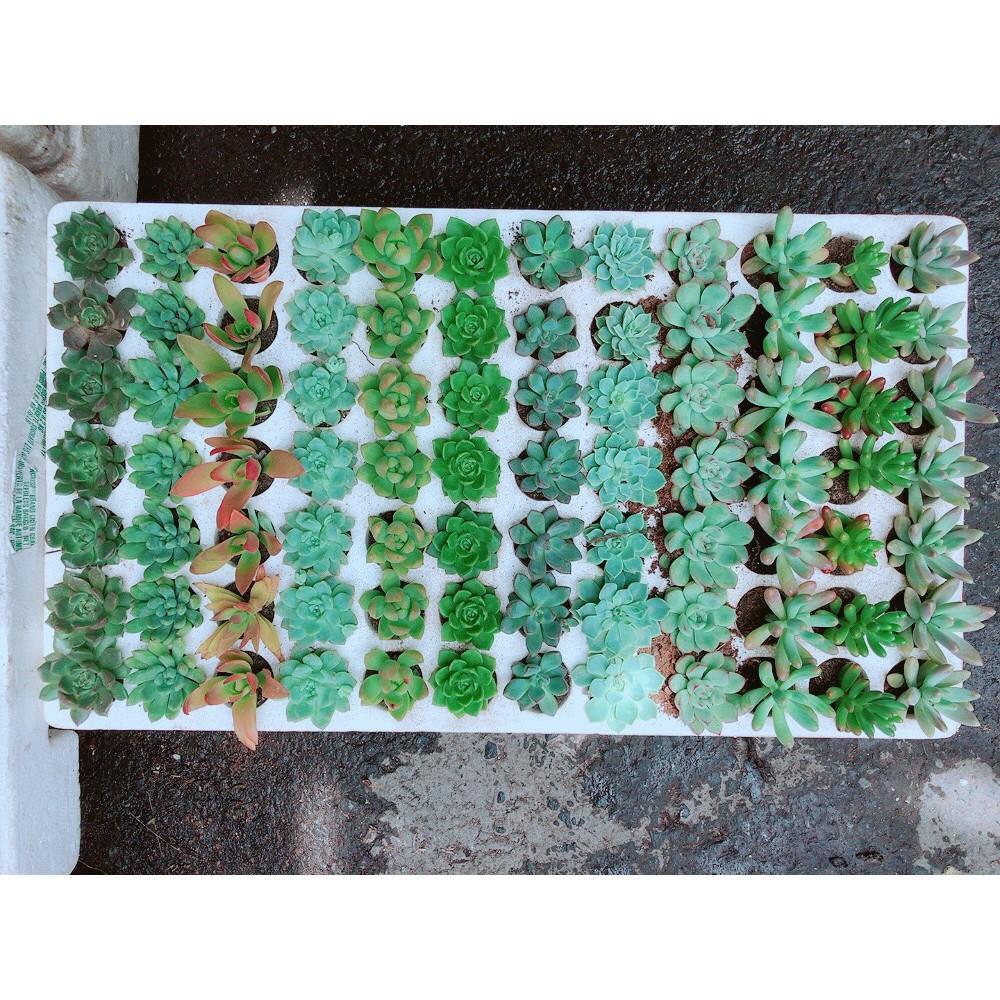 Combo 12 cây sen vỉ