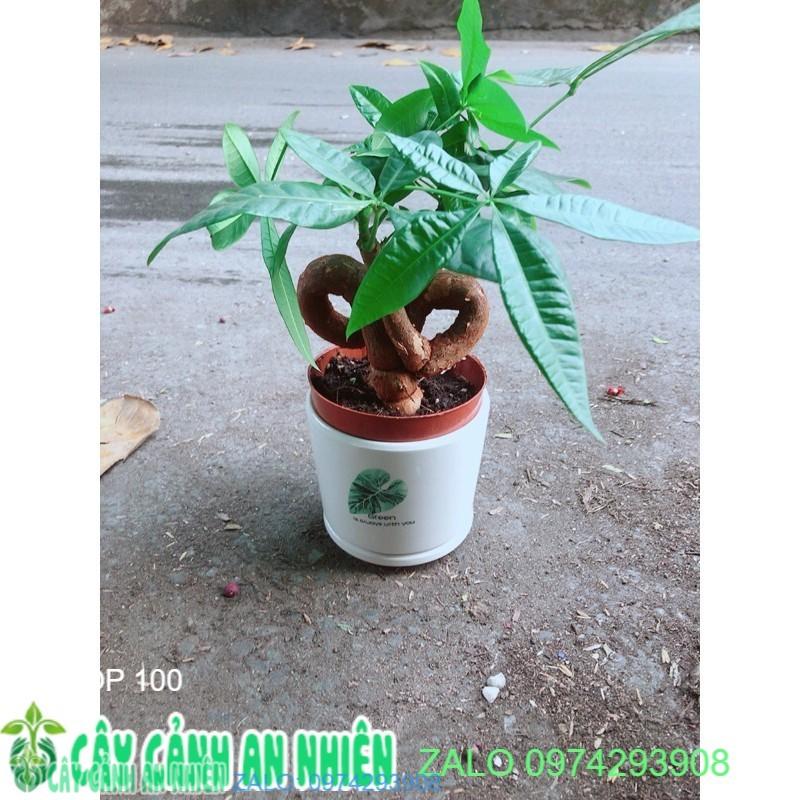 Chậu Cây Kim Ngân Nơ