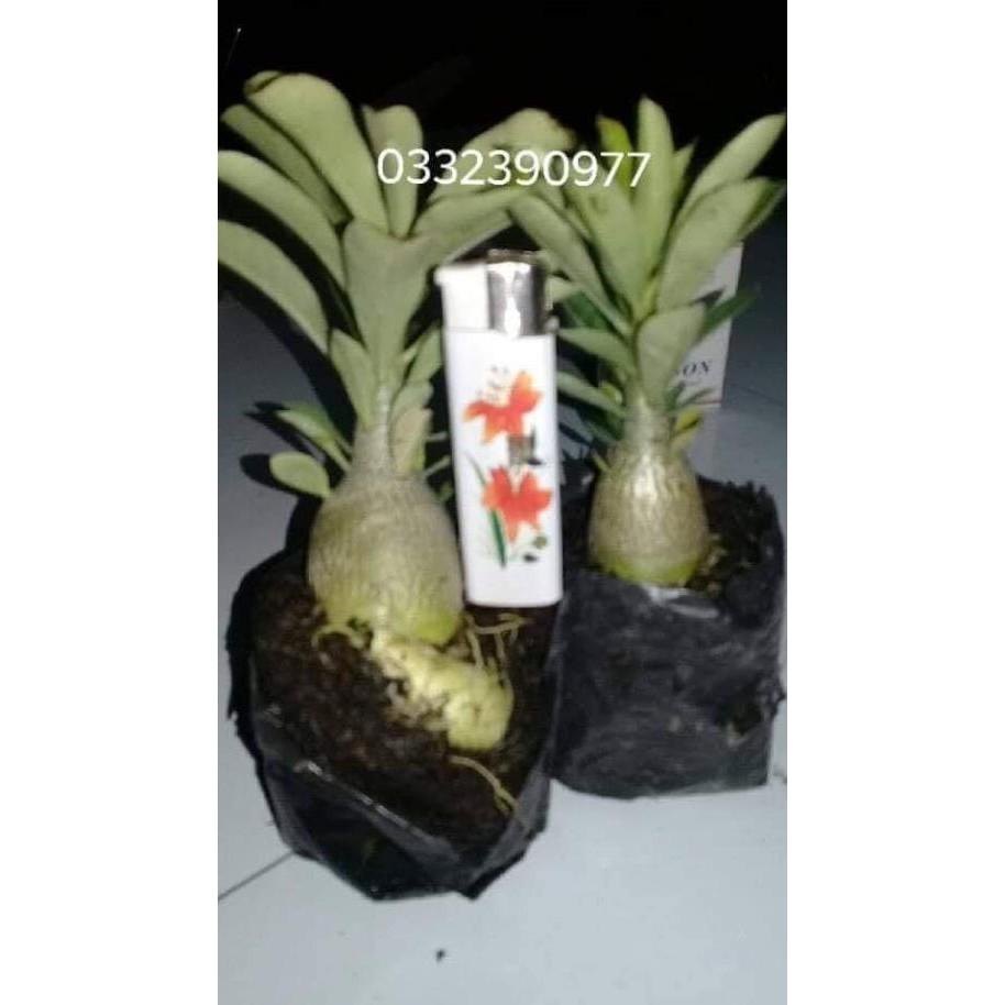 2 cây Giống sứ thái