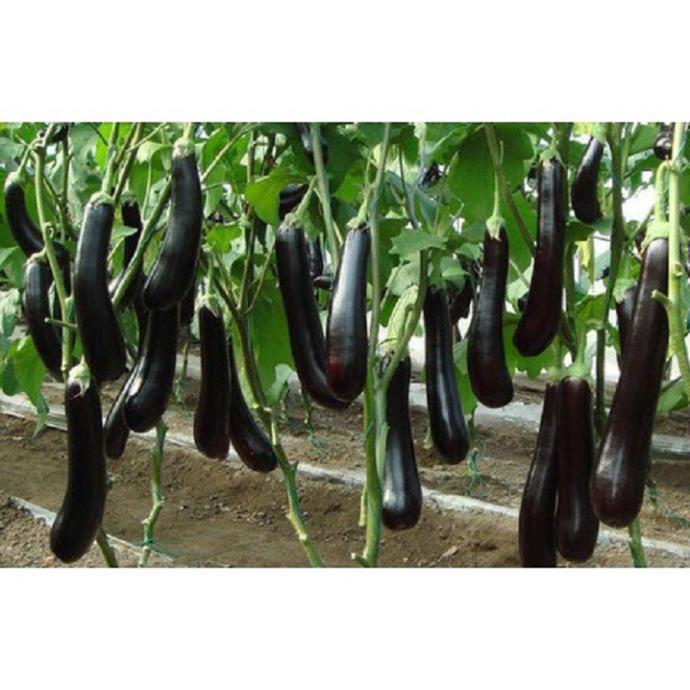 NGUYÊN CHẬU CÂY GIỐNG CÂY CÀ TÍM DÀI , GIỐNG CHUẨN F1