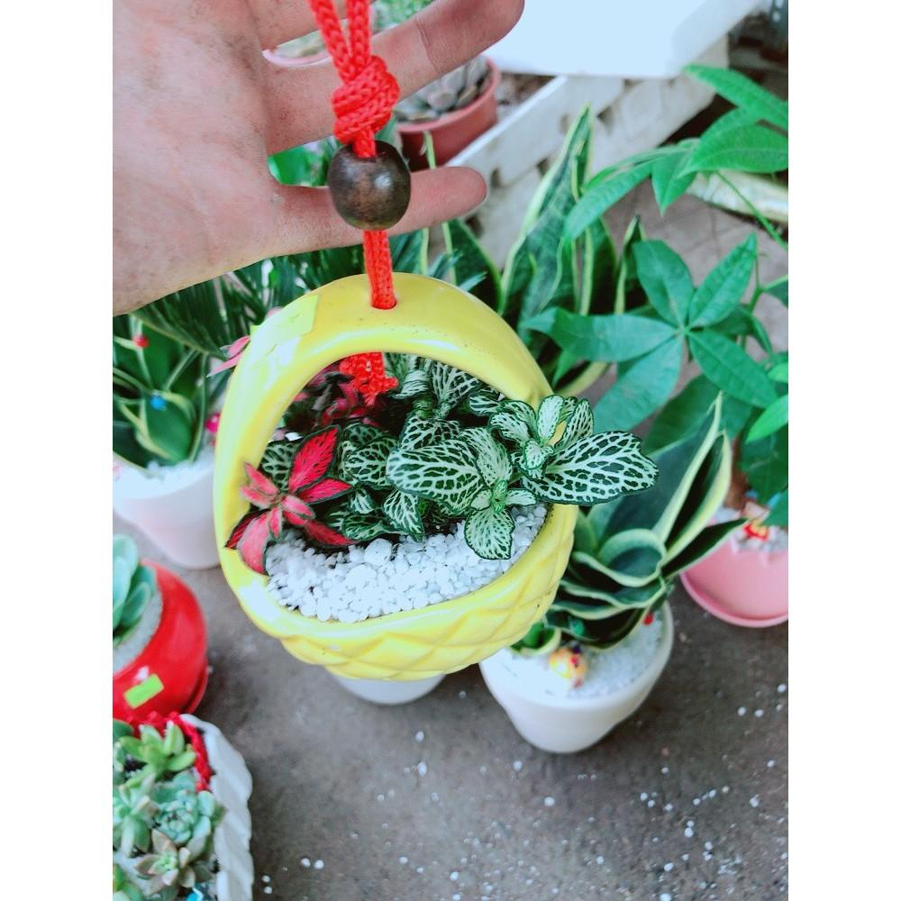 Chậu cây cẩm nhung