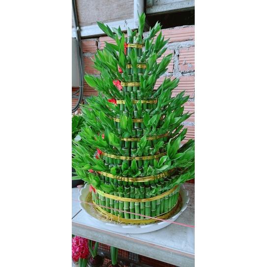 Trúc Phát Tài 9 Tầng