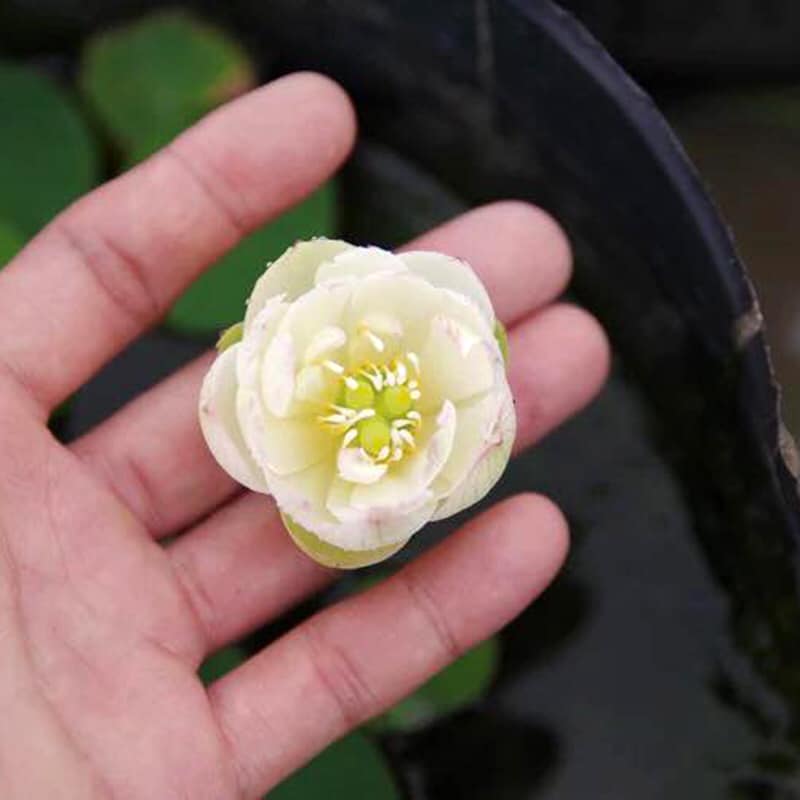 Bộ 2 Gói Hạt Giống Sen Nhật Mini - Nảy Mầm Cực Chuẩn