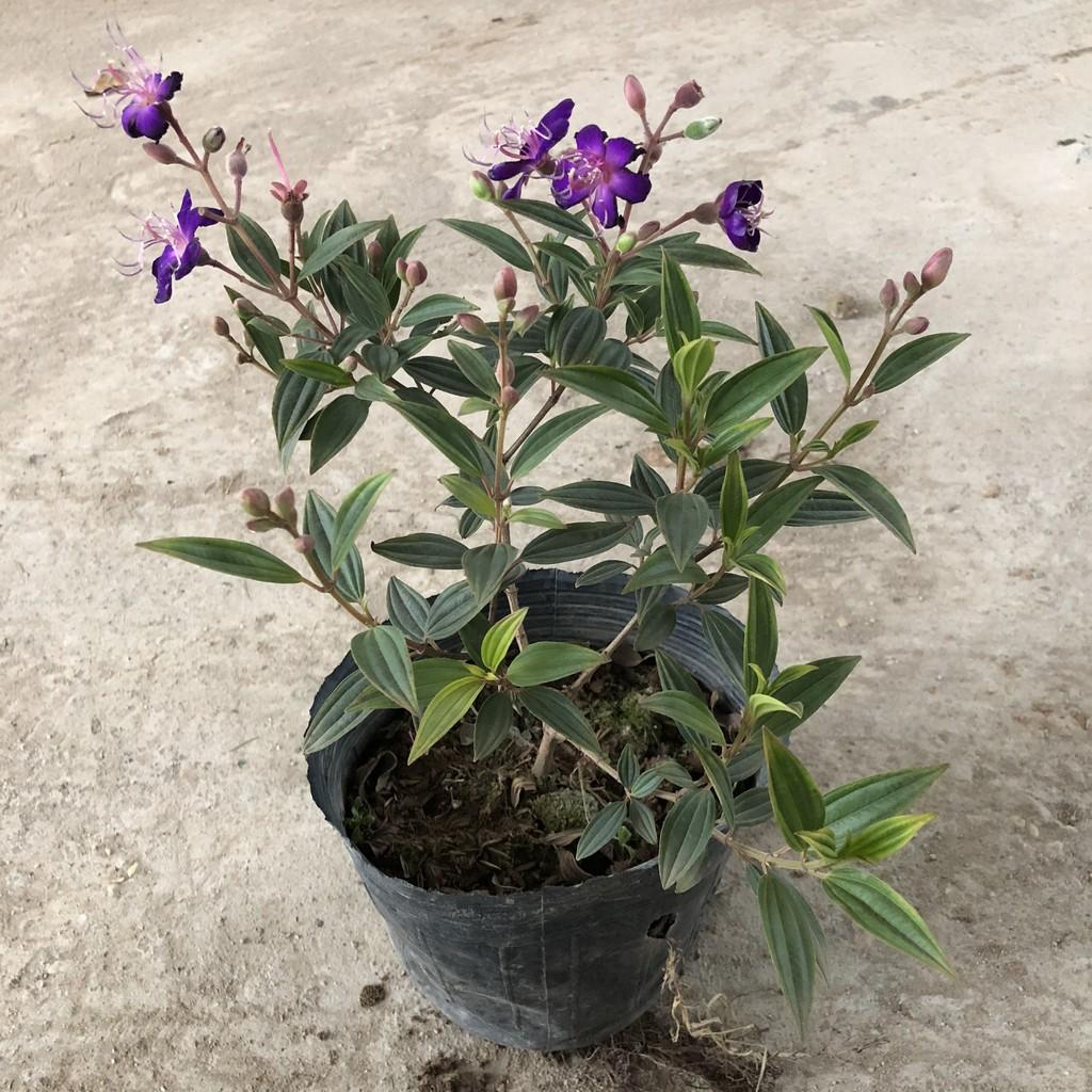 Cây sim tím, chiều cao 20-25cm cây có sẵn nụ sum suê tán cực đẹp, thích hợp làm cây tiểu cảnh bonsai trang trí cảnh quan