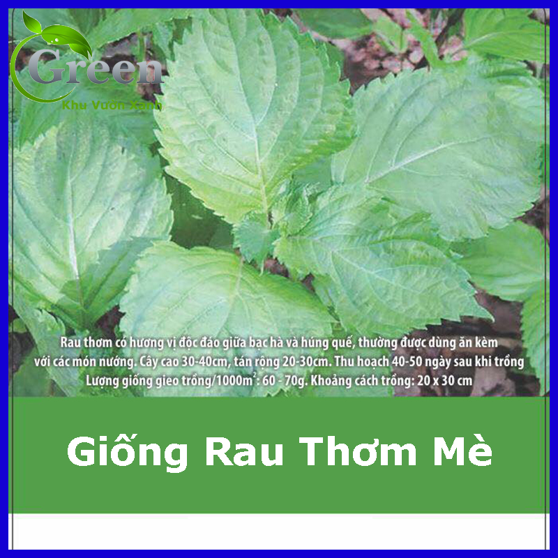 Hạt Giống Rau Thơm Mè Hàn Quốc