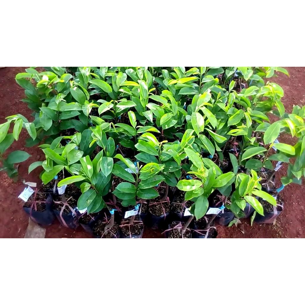 TẶNG 1 GÓI P.BÓN_COMBO 5 CÂY GIỐNG MÃNG CẦU XIÊM 145K