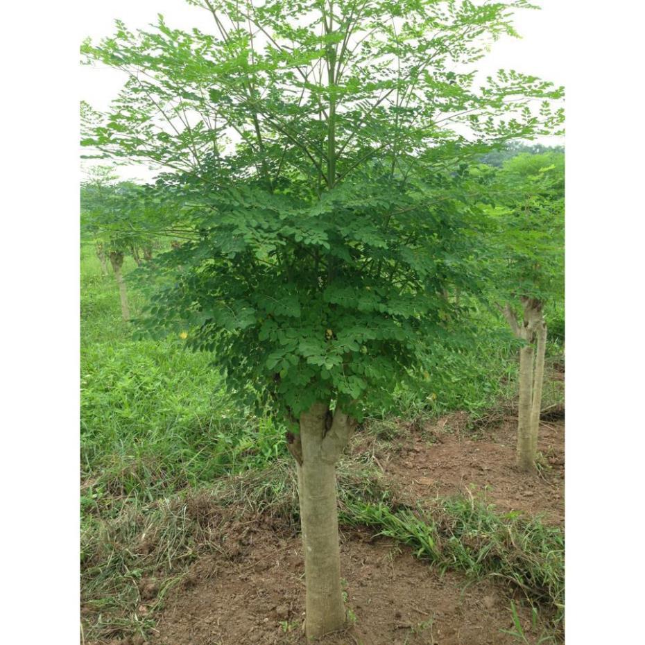 Cây giống chùm ngay, cây ăn lá giá trị dinh dưỡng cao