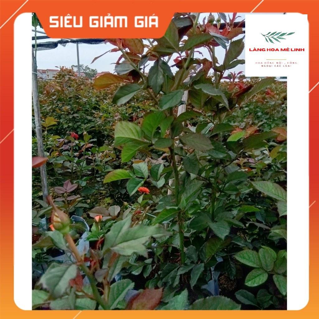 HOA HỒNG TIỂU MUỘI MÀU SẮC PHONG PHÚ ĐỎ - CAM HOA HỒNG NỤ NHỎ