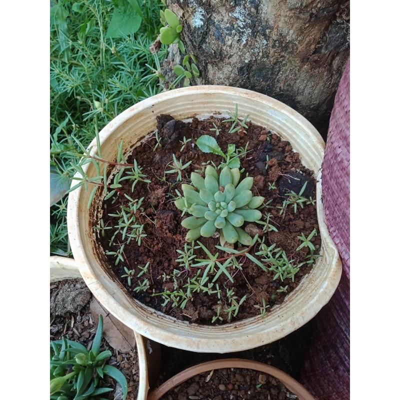Hạt hoa 10h mỹ kép