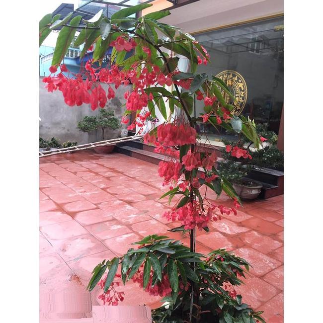 CHẬU CÂY TRÚC PHÁP - CÂY ĐANG HOA RẤT ĐẸP