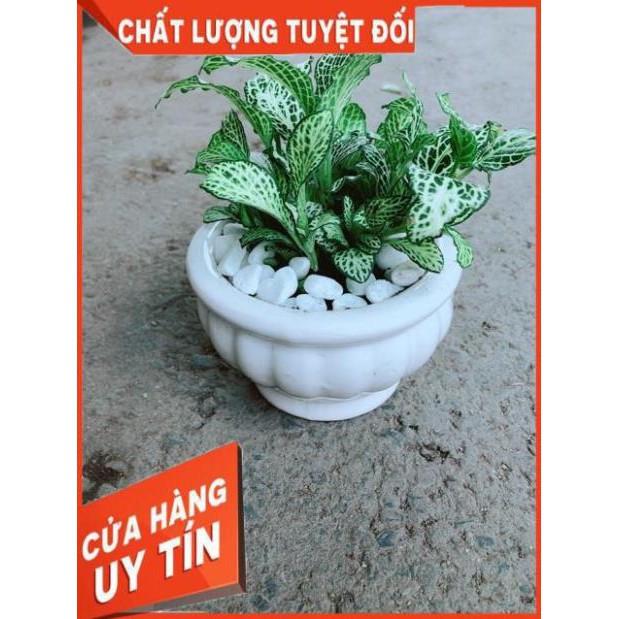 Chậu Cẩm Nhung Xanh