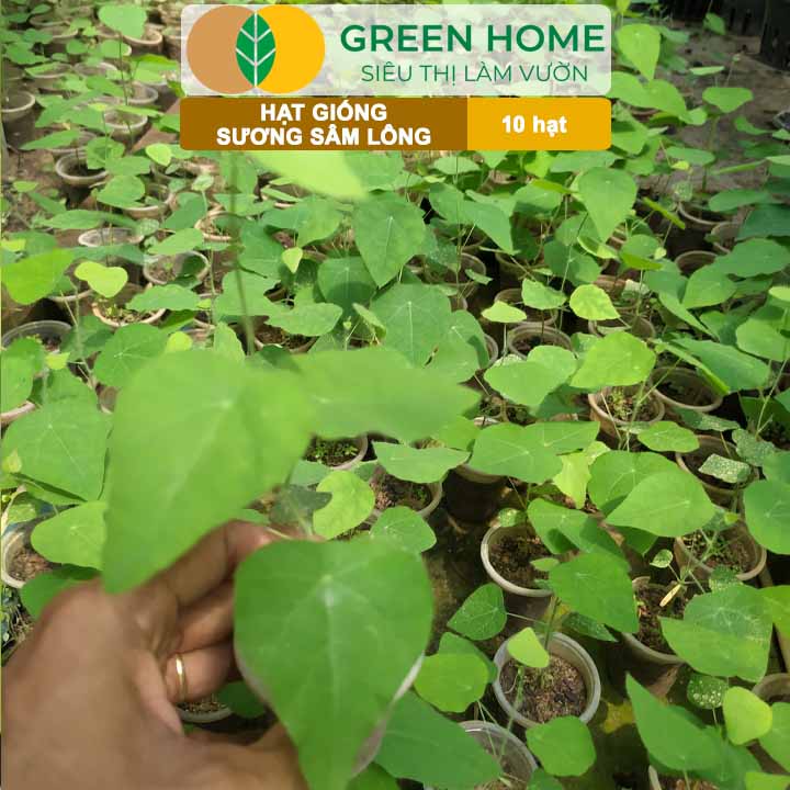 Hạt Giống Sương Sâm Lông GreenHome, Gói 10 hạt, Dễ Trồng Quanh Năm, Lá To, Thu Hoạch Nhanh R26