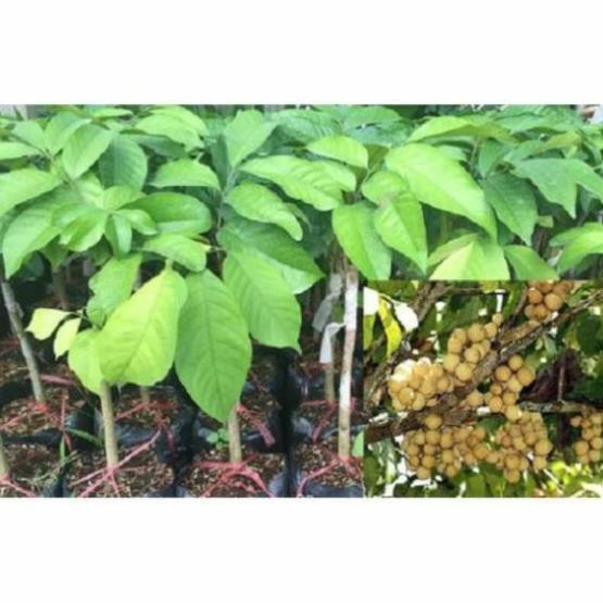 Combo 3 CÂY GIỐNG BÒN BON