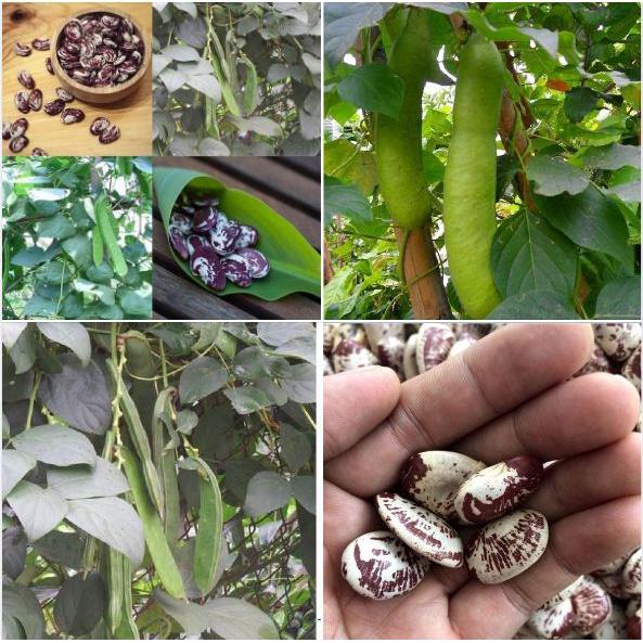 Hạt giống đậu ngự F1 KNS383 - Gói 5 hạt