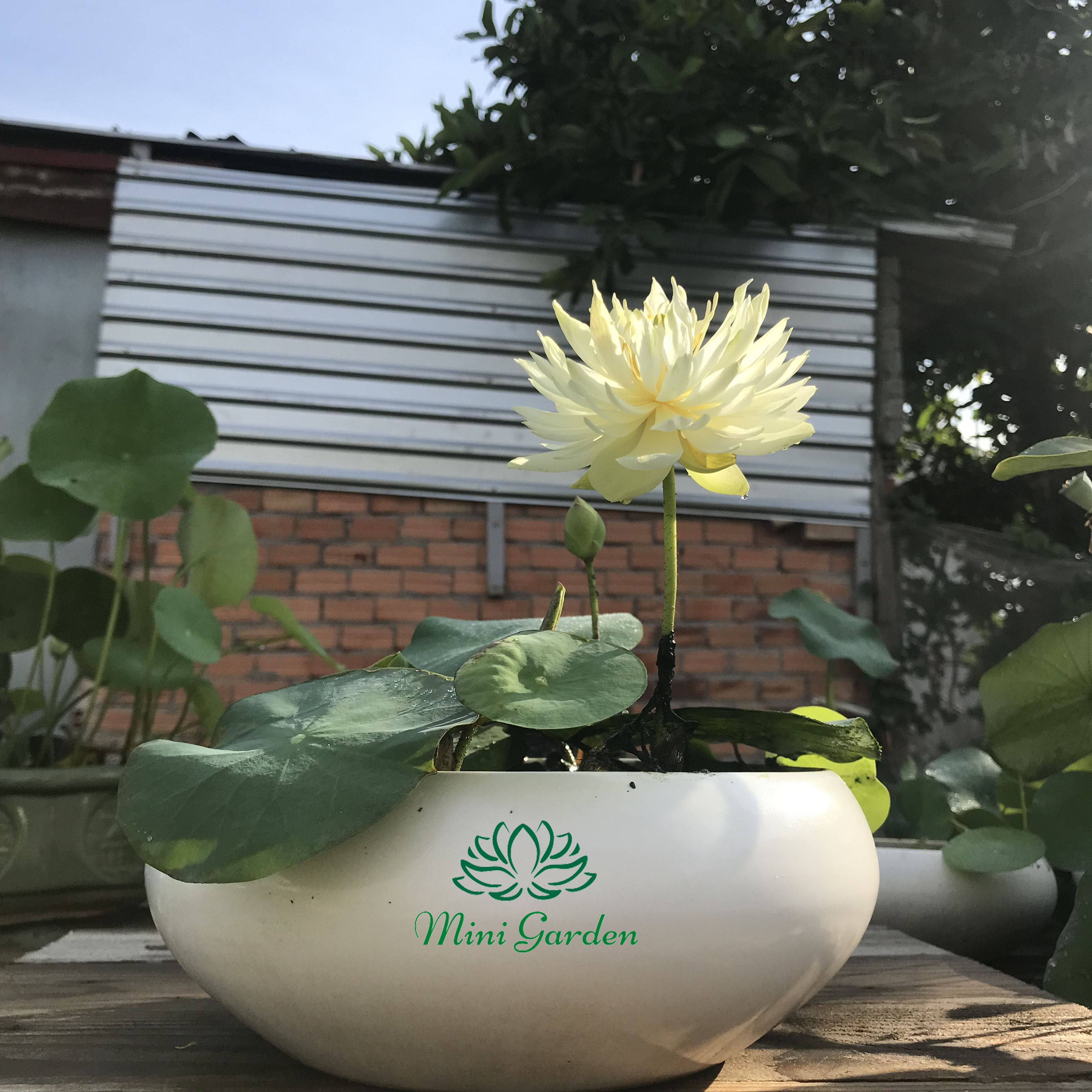 Củ Giống Hoa Sen Mini Mint Sugar Loại Hoa Màu Vàng Nhạt