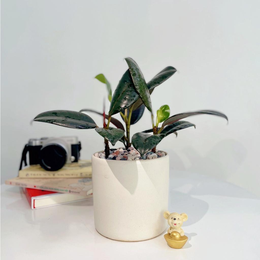 Cây Đa Búp Đỏ 3 Thân để bàn hợp phong thủy tượng trưng cho sự may mắn, hạnh phúc