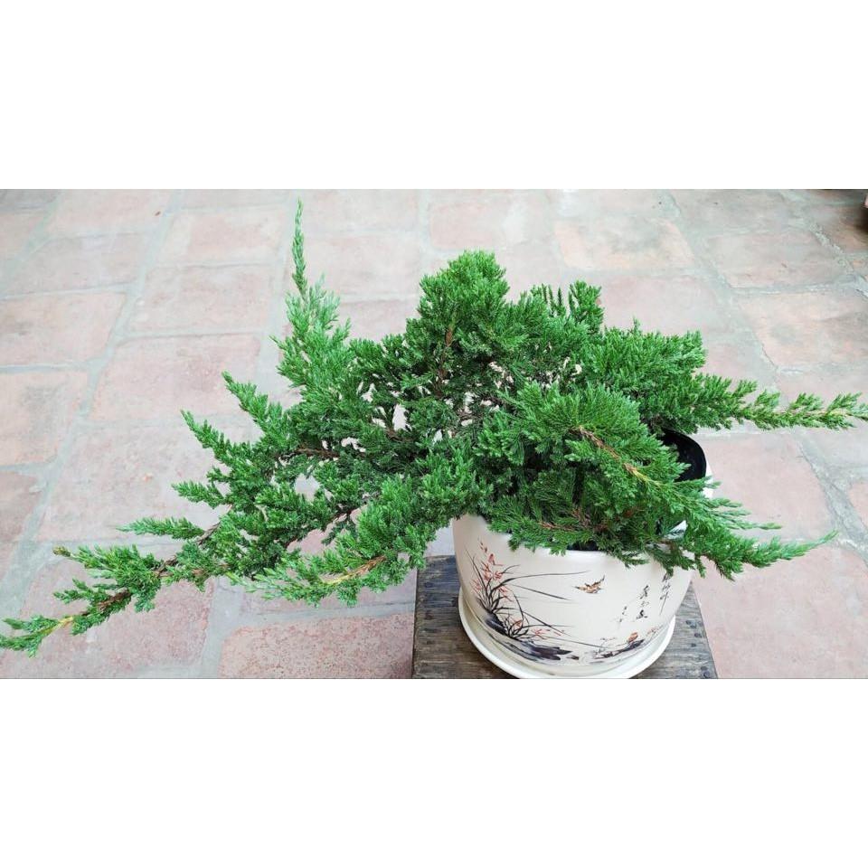 CHẬU CÂY TÙNG XÀ SIÊU ĐẸP