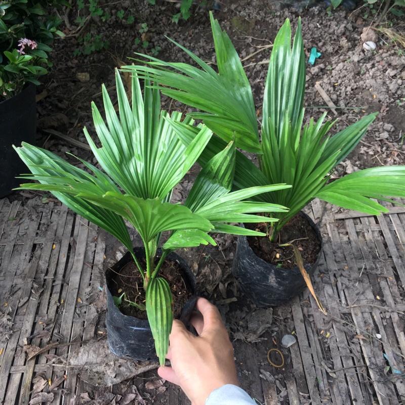Cây cọ cảnh , cọ nhật