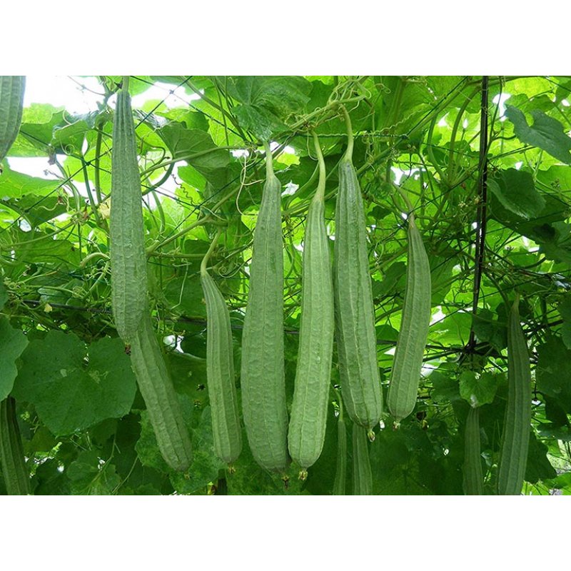Hạt giống mướp khía Rạng Đông