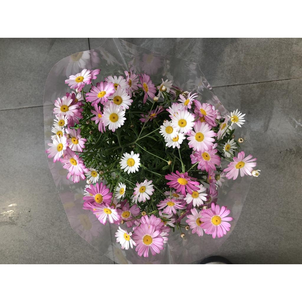 Chậu hoa cúc họa mi màu tím chỉ giao TP.HCM