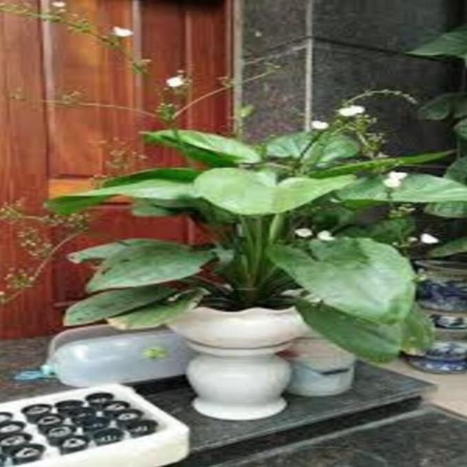 Chậu cây BÁCH THỦY TIÊN, THỦY SINH - Cây PHONG THỦY, may mắn, tài lộc - gửi đi nguyên bầu