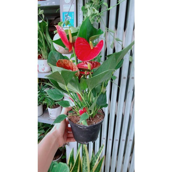 Cây Hồng Môn Hàng Đẹp Nhiều Hoa