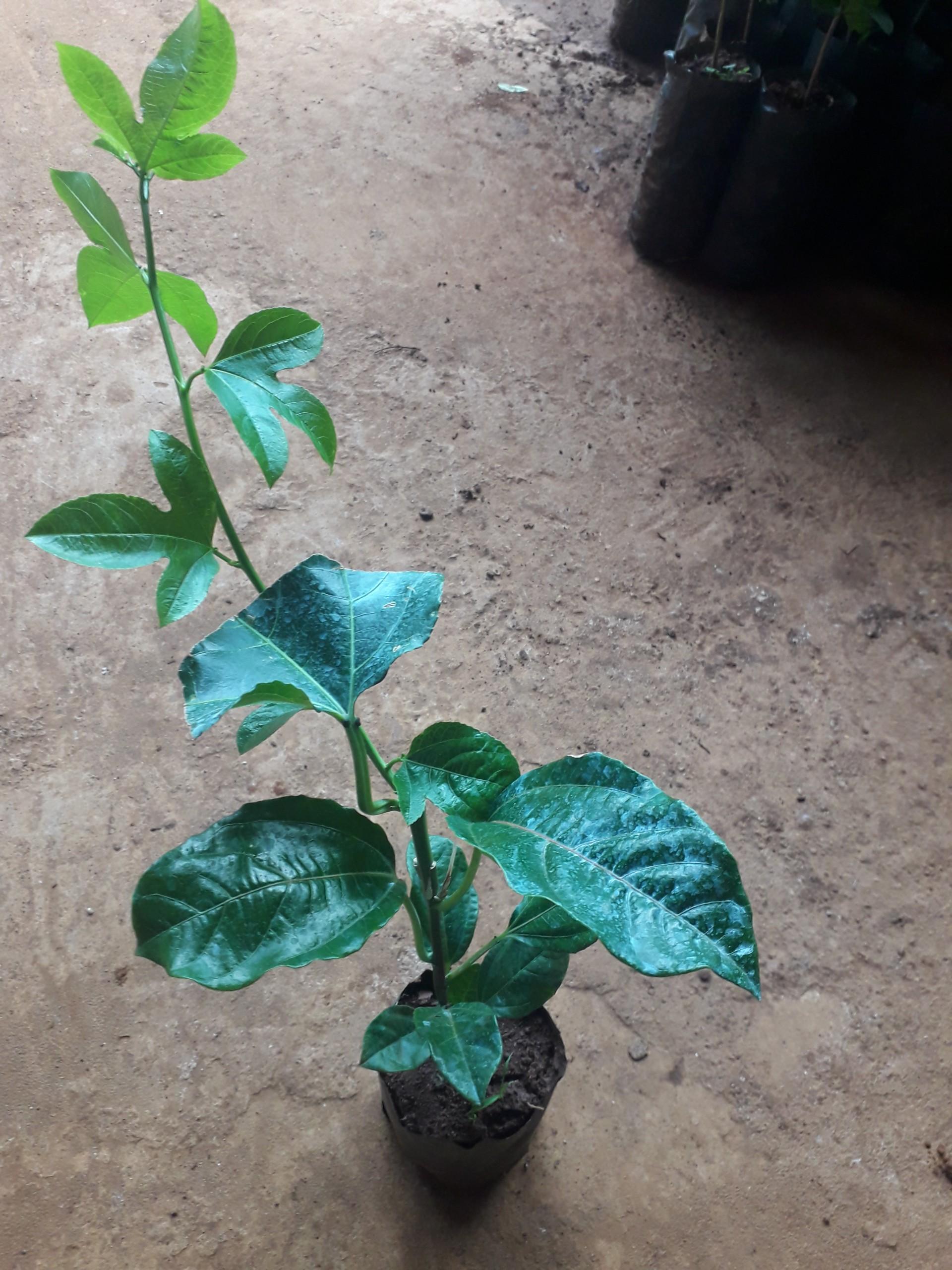 CÂY giống Chanh Leo tím
