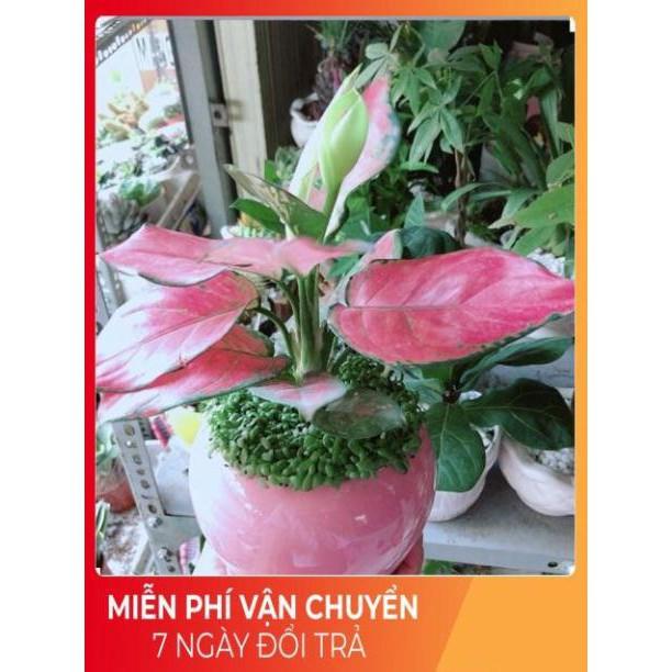 Chậu Vạn Lộc Hồng