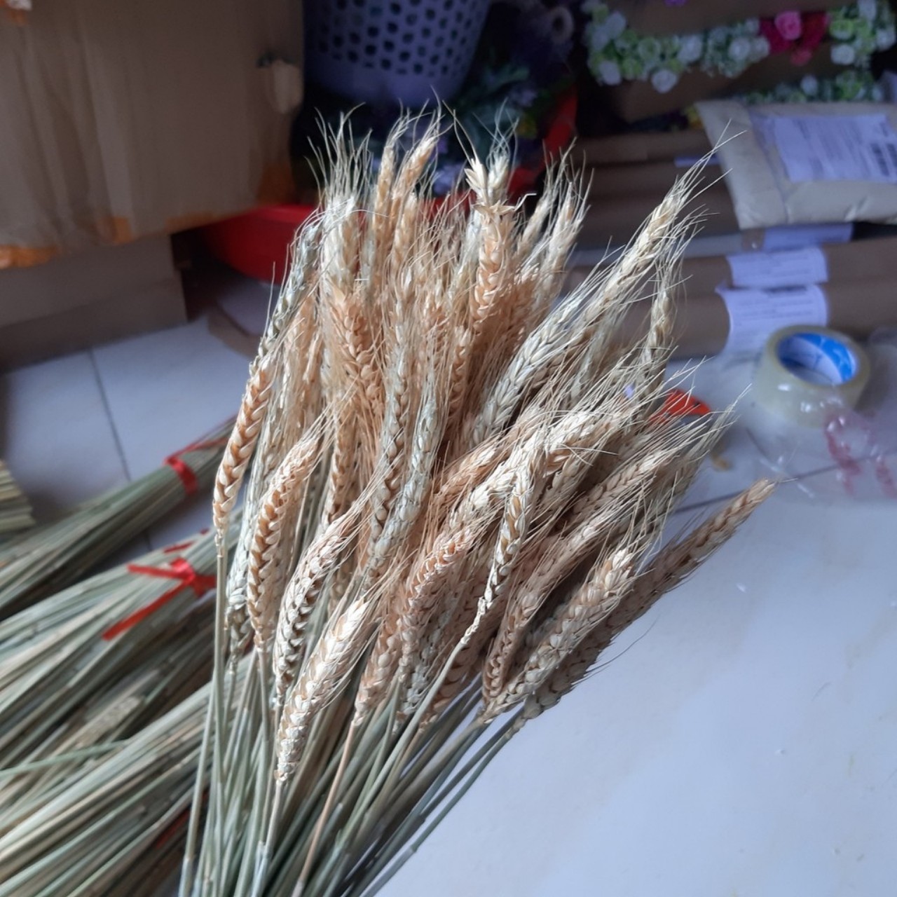 Bó bông lúa mạch khô 50 nhánh 1 bó Hoa trang trí Thương hiệu OEM