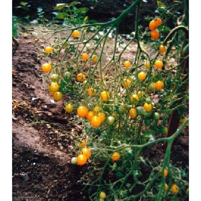 Hạt giống cà chua bi chùm quả vàng dể trồng f1-gói 20 hạt-tặng kèm gói phân bón lót