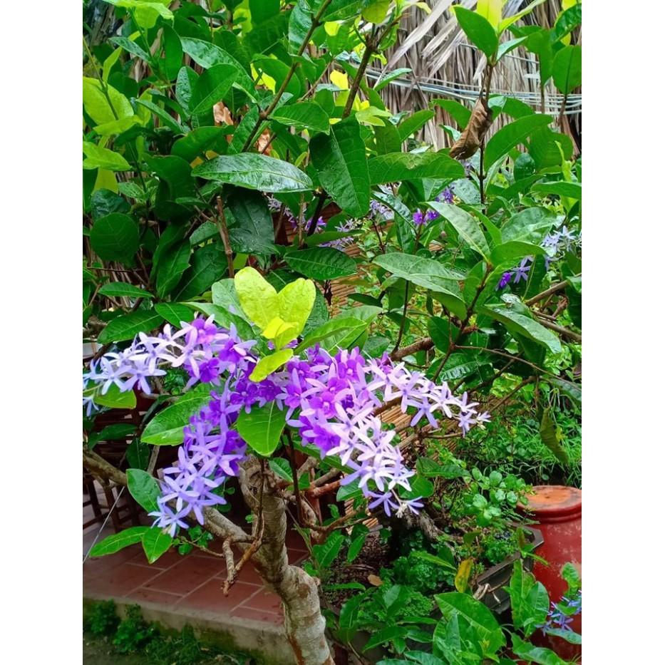 Hoa mai xanh – Hoa của đam mê sắc nắng