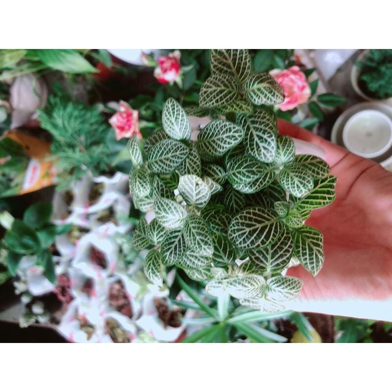 Chậu Cây Lá May Mắn