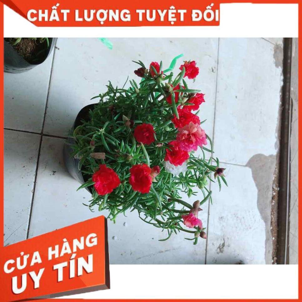 Hoa mười giờ mỹ Nhiều Người Mua