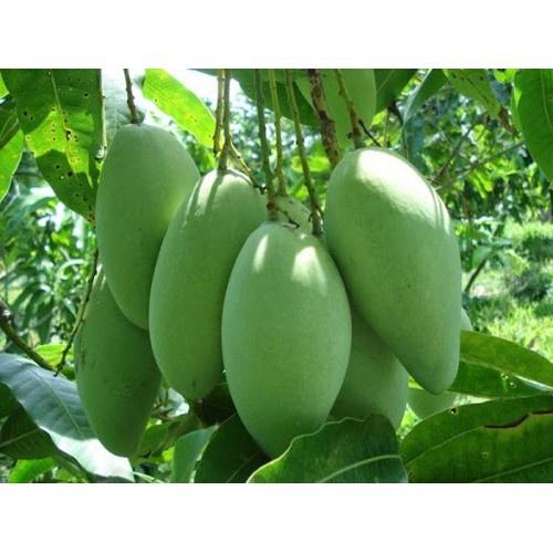 CÂY GIỐNG XOÀI ĐÀI LOAN