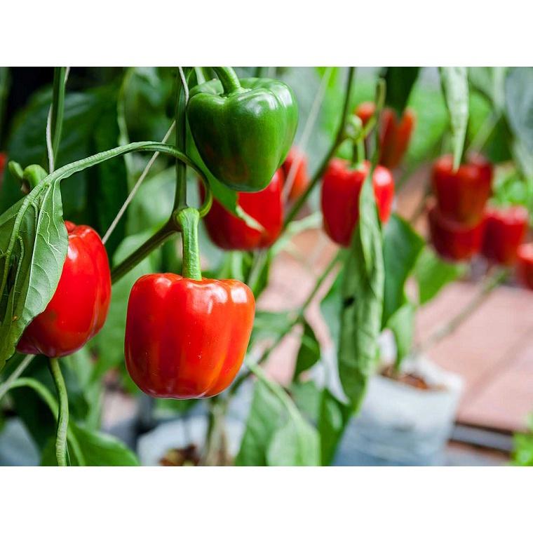 Hạt Giống Ớt Chuông Ngọt F1 Đỏ KNS3371 - Gói 10 hạt