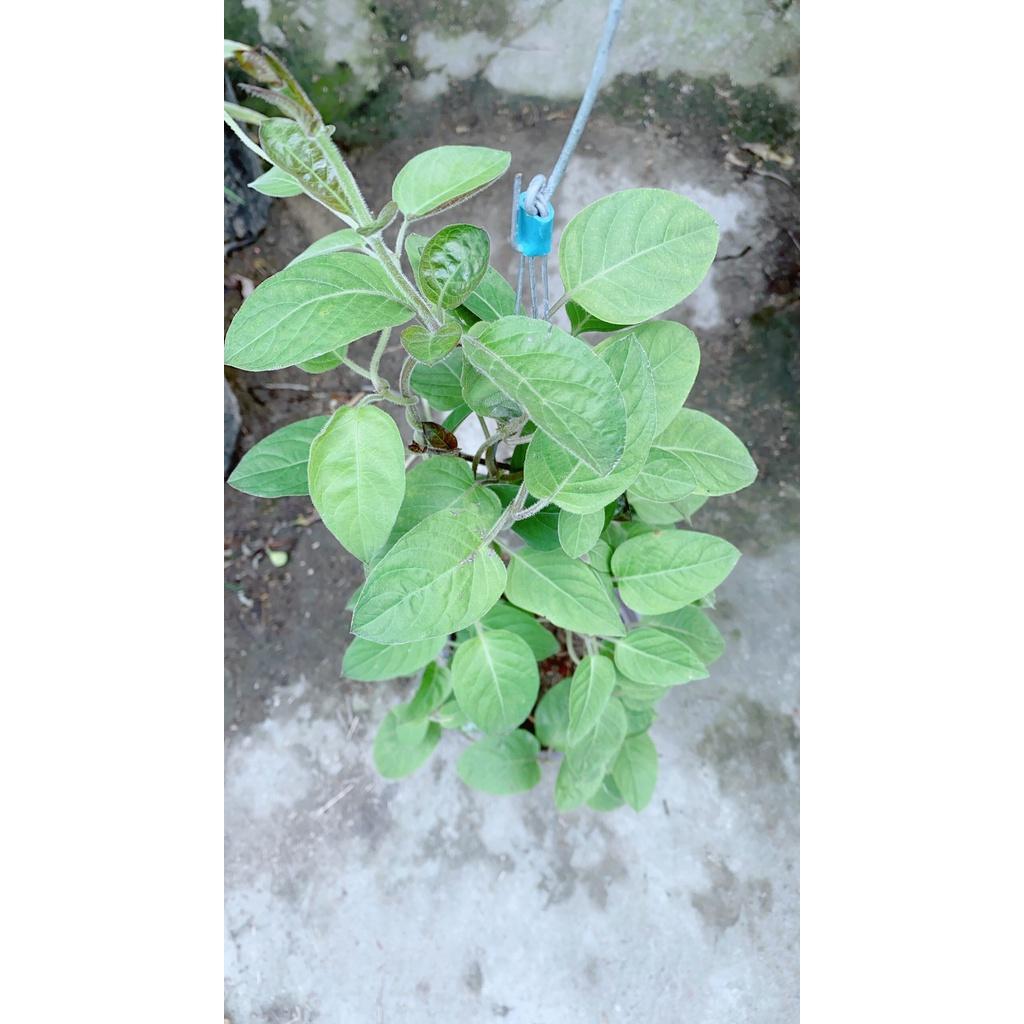 03 Cây Giống Lá Mơ Lông Gia Vị 981SP 946sp